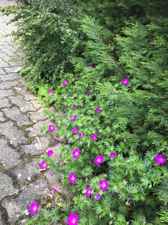 Appart Les Cerises Entre Strasbourg Et Haguenau Bischwiller Buitenkant foto